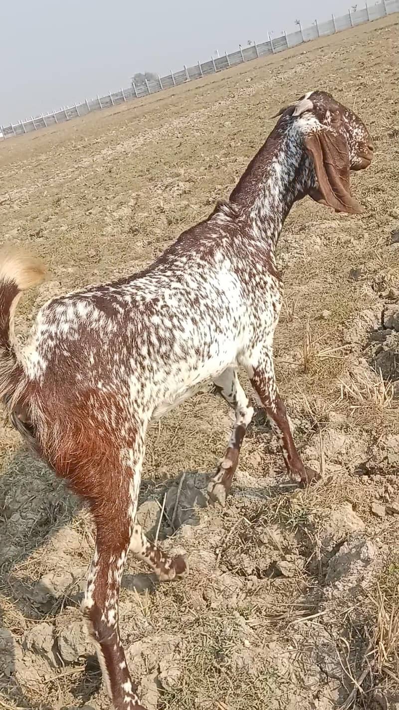 makhi cheeni path first timer 3