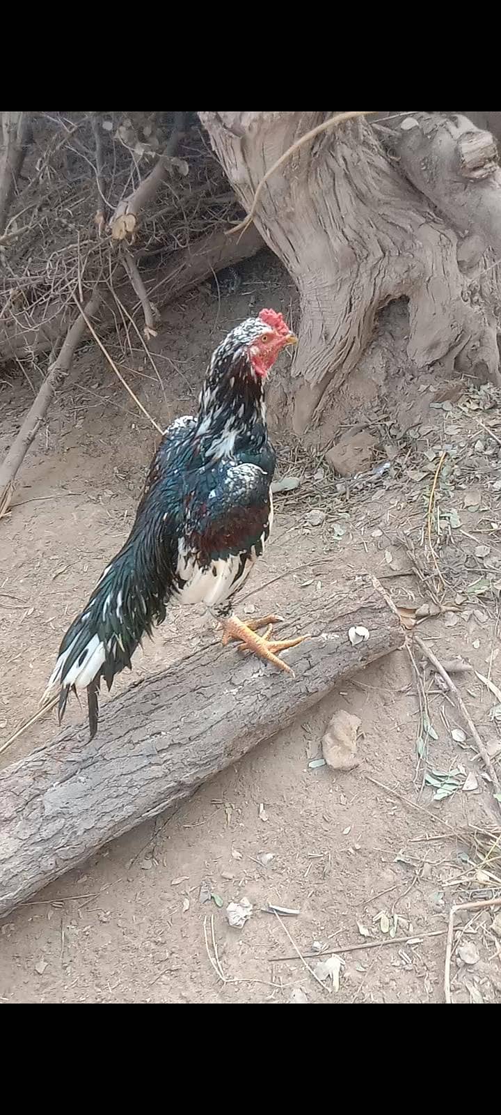 ایک سفید مرغا اور ایک مشکی چینا مرغا 1