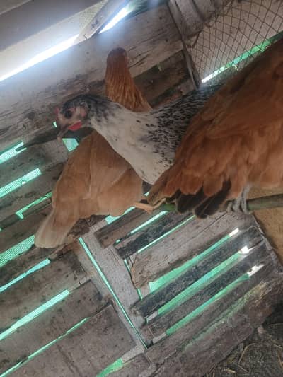 dasi pathiya ha ready to breed ha aik pair loumn brown ka ha