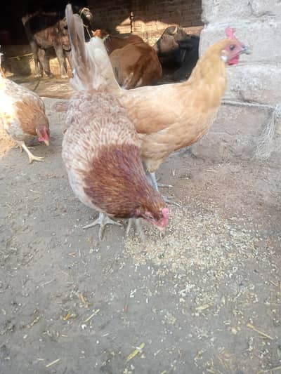 desi murga  aur desi murgi