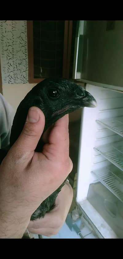 pure vaitnami+burmi pakoya female 4sale