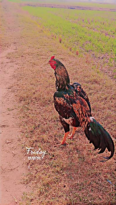 jawa aseel murga for sale:: what's app::0302/730/8921