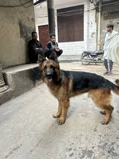 Long coated jerman shepherd