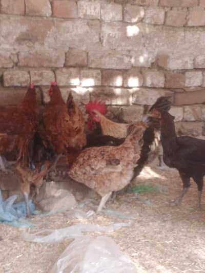 Golden misri female and Male hens for sale eggs laying