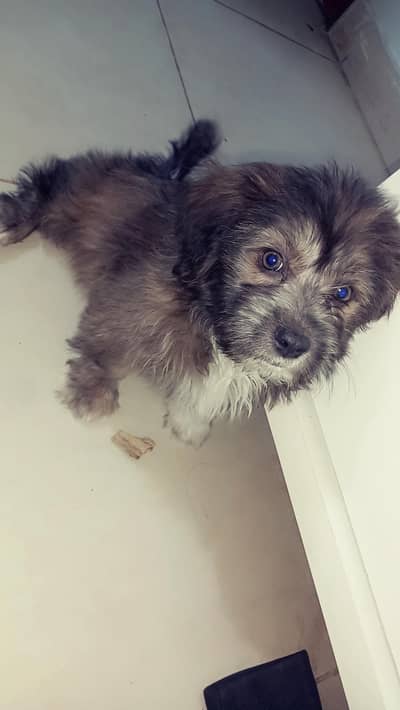 1.5 months female shitzu full active