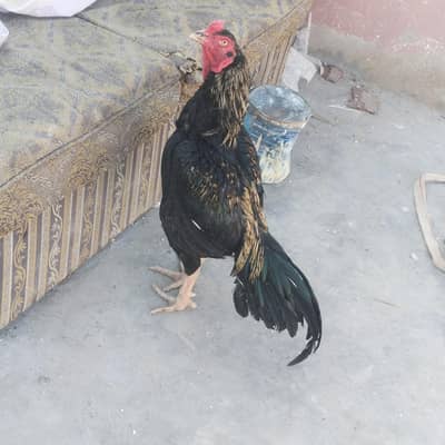black jawa mianwali
