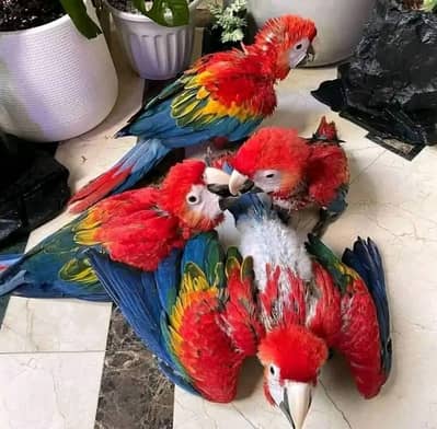 red macaw parrot cheeks for sale 0349@6826@931