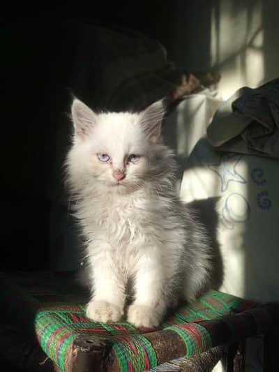Persian double coated kitten