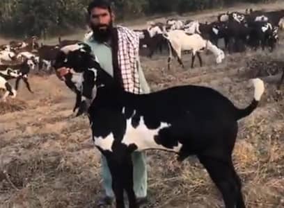 Gulabi Bakra for sale WhatsApp_" 03274970754)