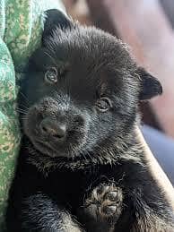 german shepherd pupy available