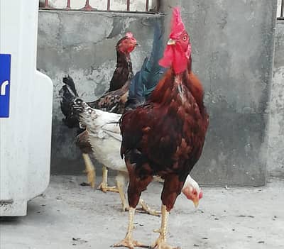 2 Desi Pair for sale