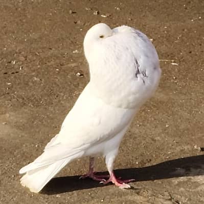 karblai | frillback | norwich | swallow | sentinate female on| Pigeons