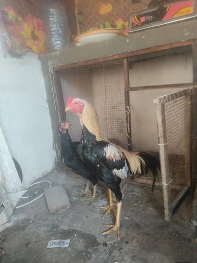 top high quality jawa  male and thi female assel