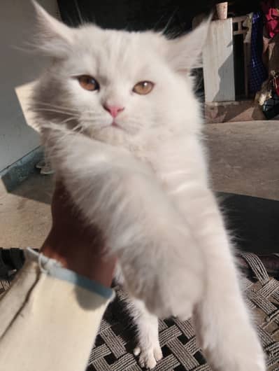 triple couted perisian