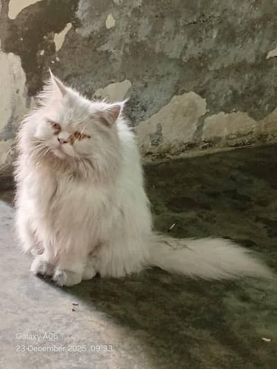 0.3. 0.0 0.0. 7.8. 6.2. 0