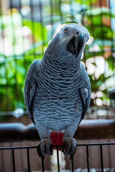 gray parrot