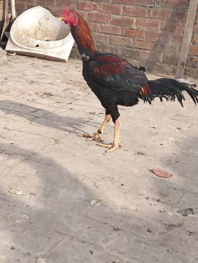 Pakistani and vait cross aseel