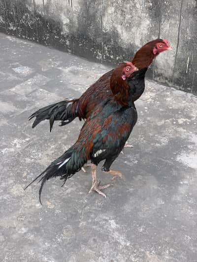 Aseel Mianwali 2 Males for sale