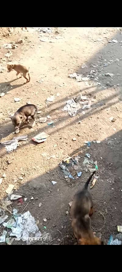 alsaion par for sale  securty ka laya both best ha  par pair 5000