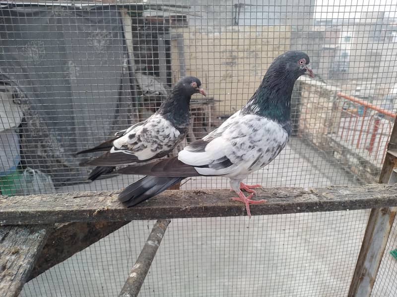 golden pair breeder 0