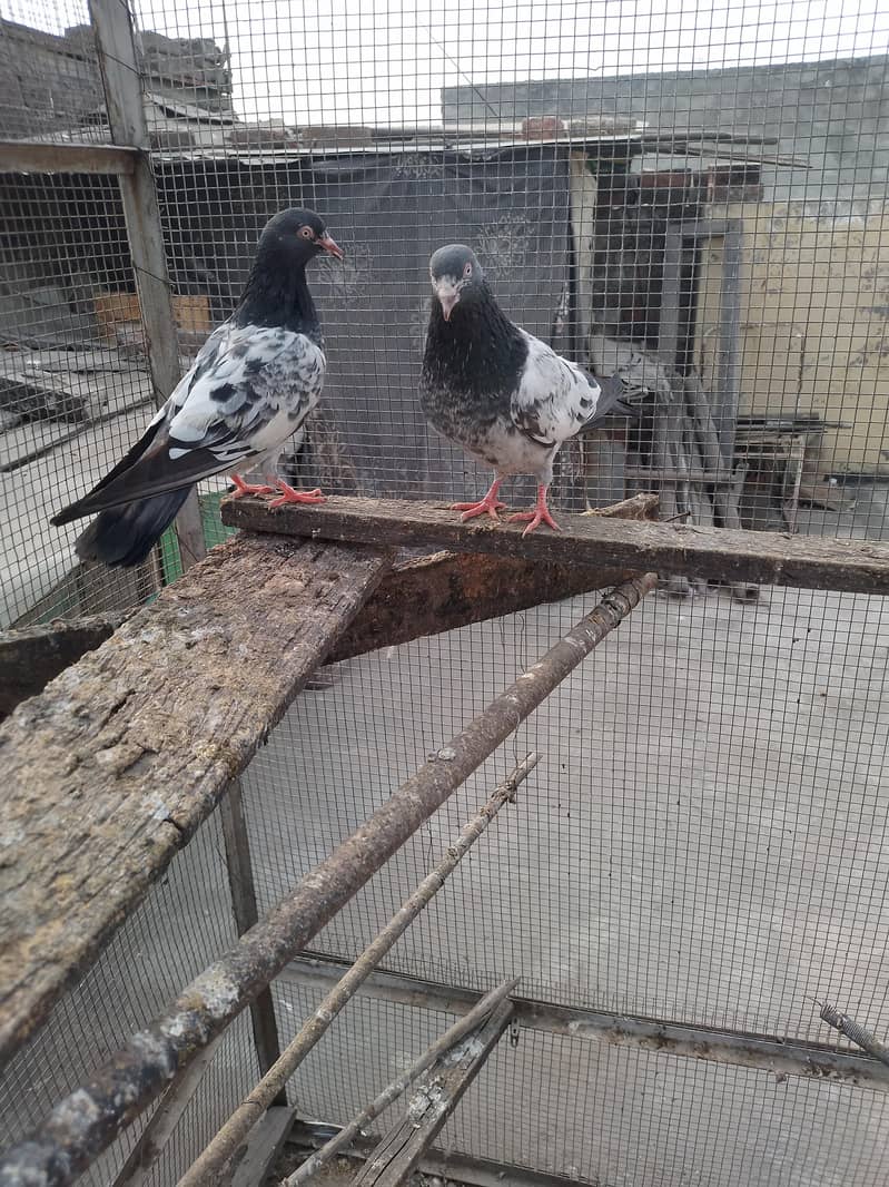 golden pair breeder 1