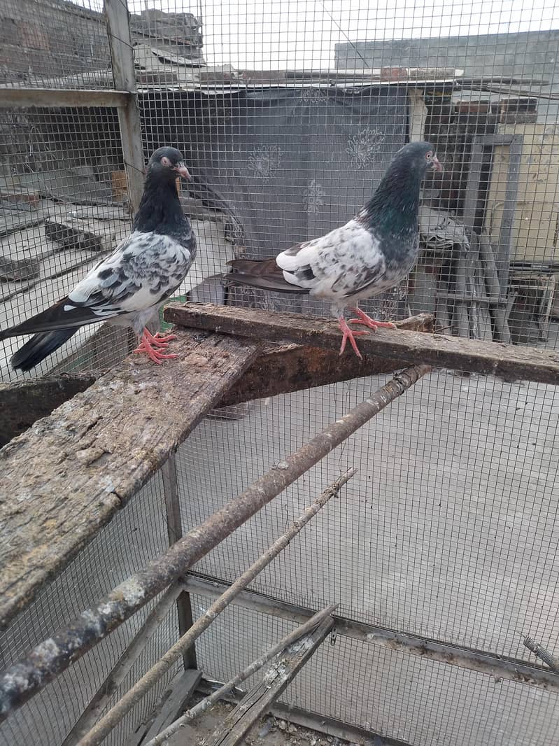 golden pair breeder 3