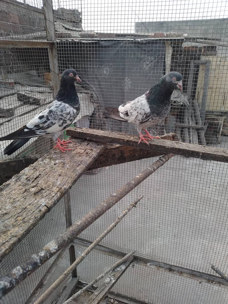 golden pair breeder 4