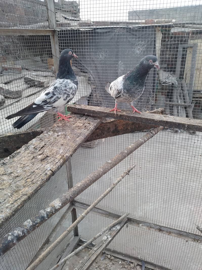 golden pair breeder 5