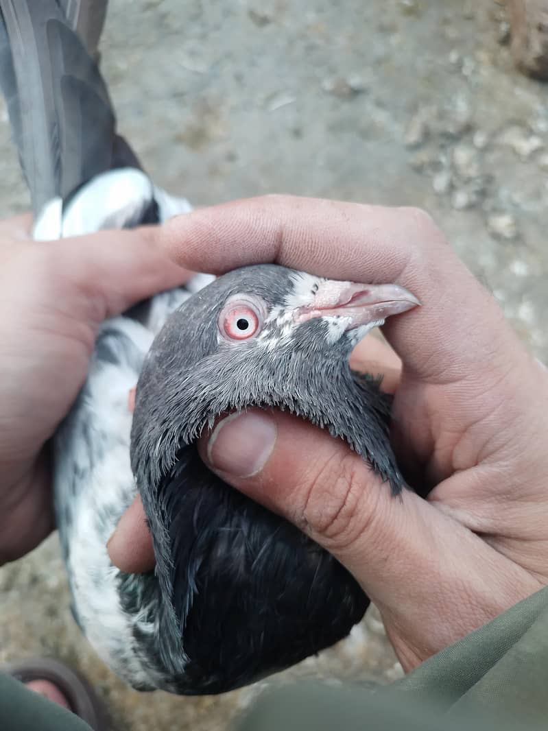 golden pair breeder 6