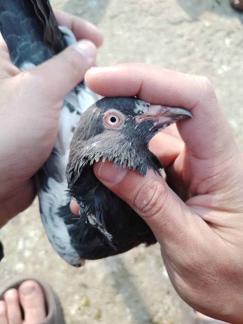 golden pair breeder 7