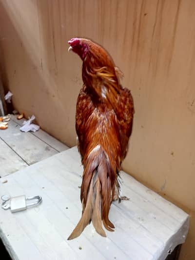 Miawali Aseeli Murga