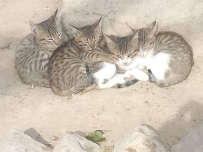 ine billiyon ki koi paise Nahin hai yah free hai