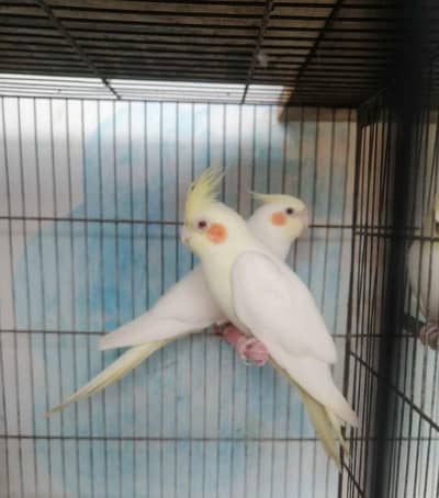 Cream female 5000 with eggs