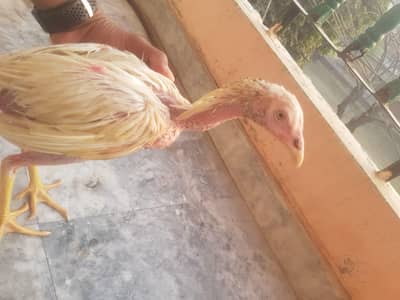 Aseel Heera and miawali pathi