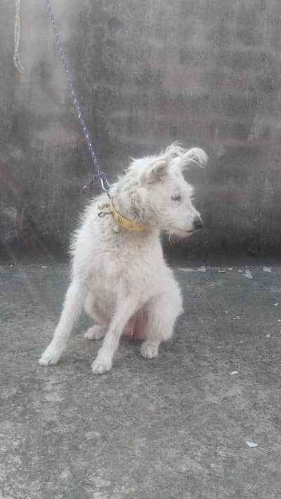 russain female for for sale