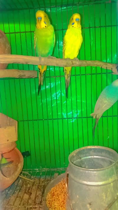 Australian parrot pair