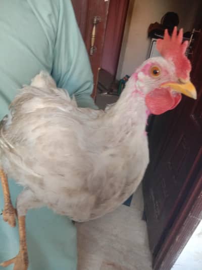 White Murgha for Sale – 6 Months Old (Ghar ka Paala Huwa)