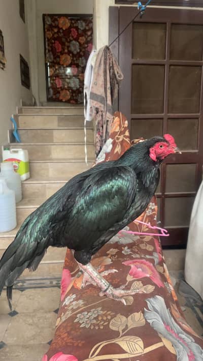 Aseel murgha n murghi for sale