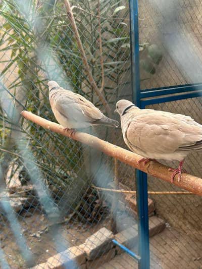 Ringneck Breeder Dove Pairs