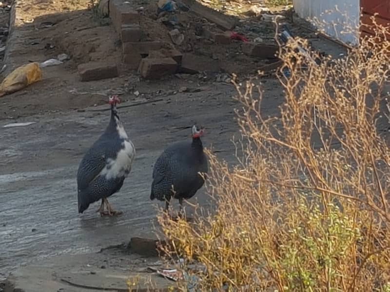 Guinea fowl 0
