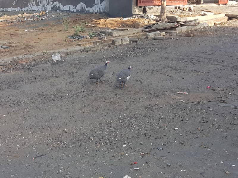 Guinea fowl 1