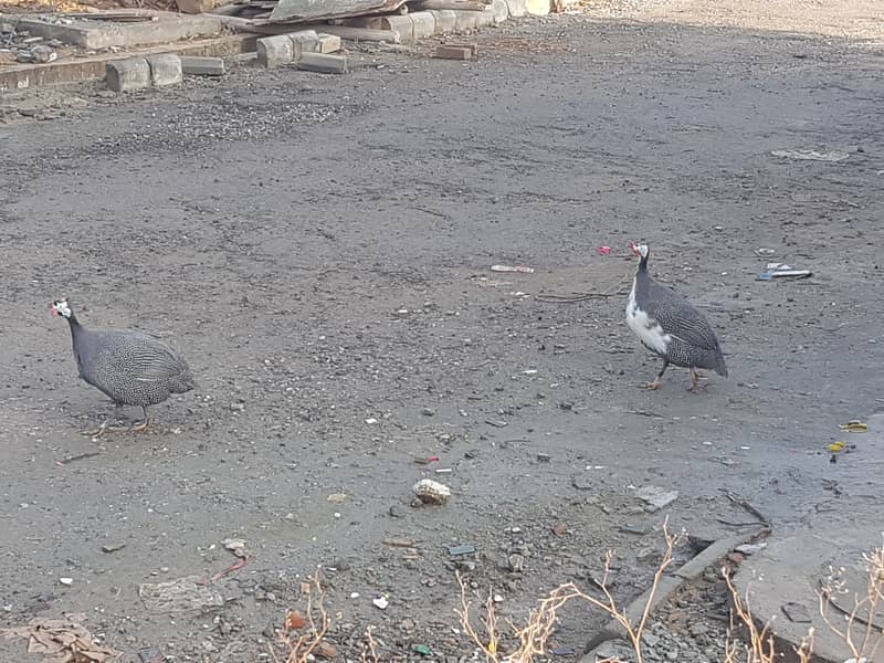 Guinea fowl 2