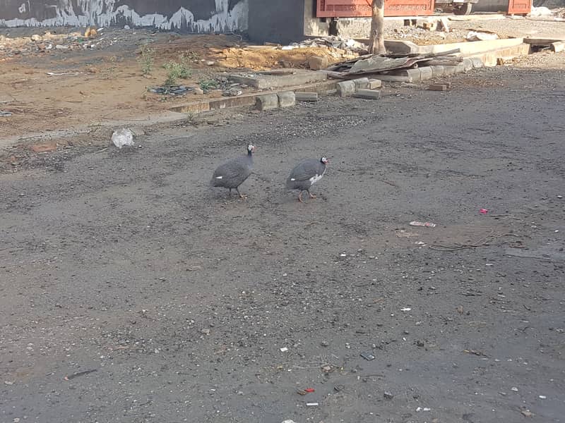 Guinea fowl 3