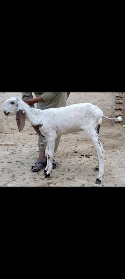 Makhi Cheeni Path Fully D Face white Eyes fully Points main for sale