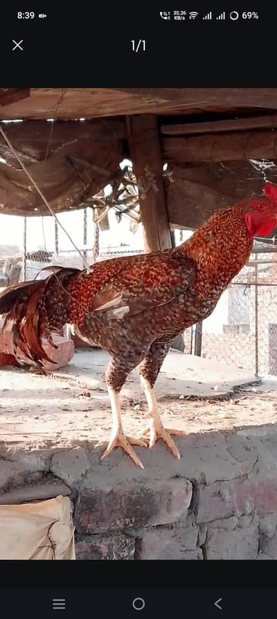 3 aseel male and 1 desi male and 2 aseel femmale and 2 desi female