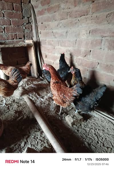 Golden misri murg for sale golden misri Desi murgi murga aseel murgi