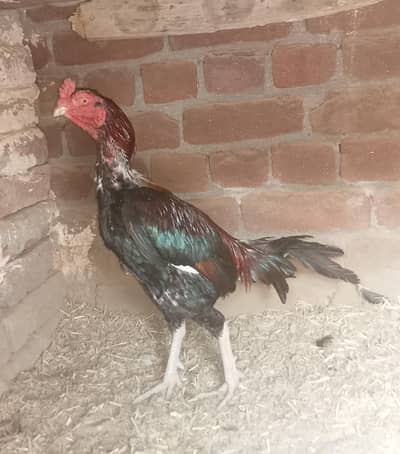 LAKHA MURGA  FOR SALE