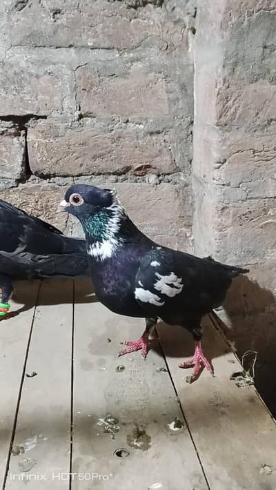 All pigeon for sale  03040073399