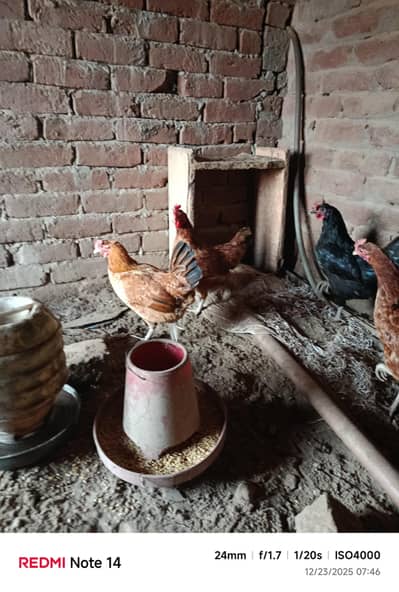 Golden misri murgi for sale golden misri murgi for sale aseel murg