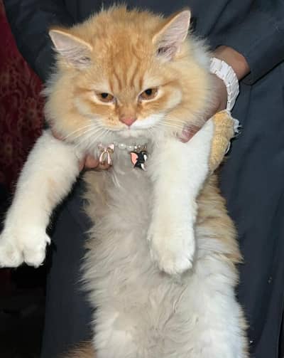 persion cat beautiful colour